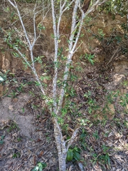 Wikstroemia