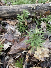 Dendrolycopodium