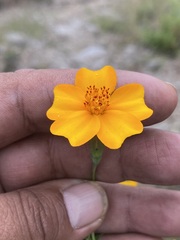 Tagetes tenuifolia