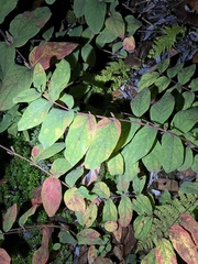 Hypericum androsaemum