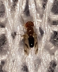 Chymomyza
