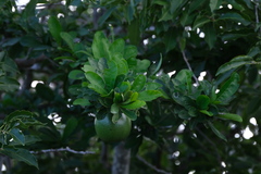 Crescentia cujete