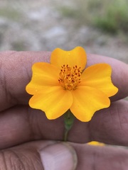 Tagetes tenuifolia