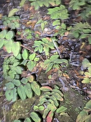 Hypericum androsaemum