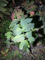 Hypericum androsaemum