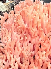Ramaria araiospora