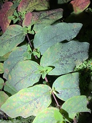 Hypericum androsaemum