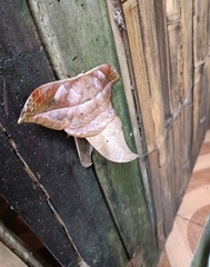 Saturniidae