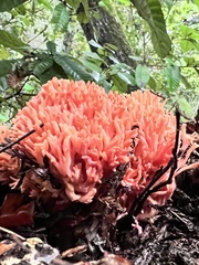 Ramaria araiospora