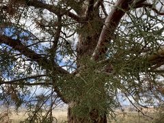Cupressus glabra
