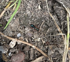 Diamma bicolor