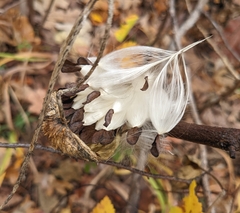 Asclepiadeae