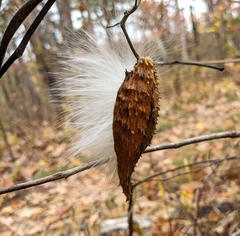 Asclepiadeae