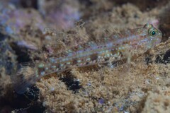 Istigobius nigroocellatus