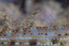 Istigobius nigroocellatus