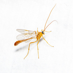 Netelia producta