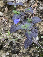 Salvia amarissima