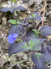 Salvia amarissima