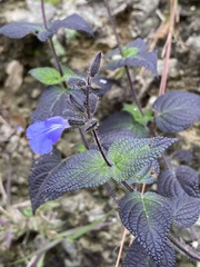 Salvia amarissima