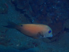 Ctenochaetus binotatus