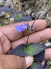 Salvia amarissima