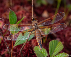 Libellula semifasciata