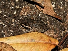 Leptodactylus fragilis