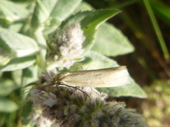 Crambus perlella