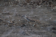 Charadrius obscurus aquilonius
