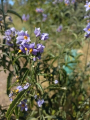 Solanum crispum