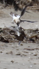 Charadrius obscurus aquilonius