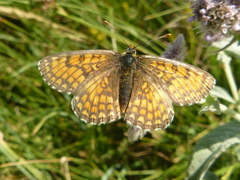 Melitaea parthenoides