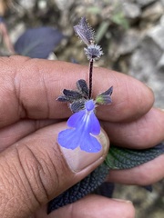 Salvia amarissima