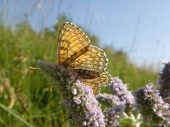 Melitaea parthenoides