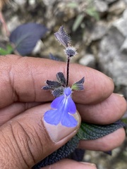 Salvia amarissima