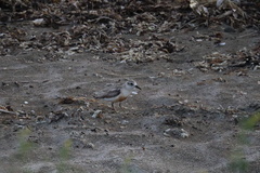 Charadrius obscurus aquilonius