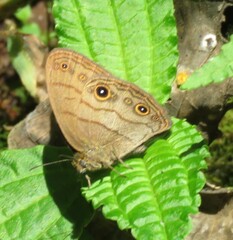 Hermeuptychia harmonia
