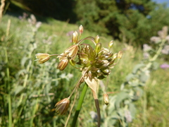 Allium oleraceum