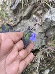 Salvia amarissima