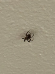 Larinioides sclopetarius