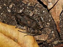 Leptodactylus fragilis