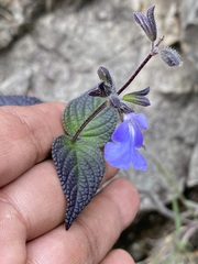 Salvia amarissima
