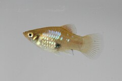 Southern Platyfish photo 2