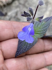 Salvia amarissima