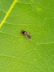 Simuliidae