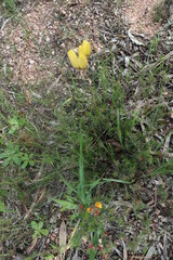 Pultenaea pedunculata