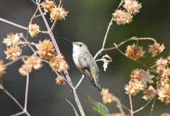 Selasphorus platycercus