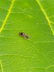 Simuliidae