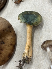 Lactarius aurantiosordidus