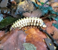 Nyssodesmus python